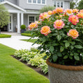 Peace Rose Shrub in Fiber Pot - Rosa 'Peace'