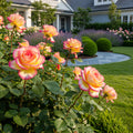 Peace Rose - Rosa 'Peace'