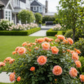 Peach Drift? Rose - Rosa 'Peach Drift'