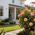 Peach Lemonade? Rose Bush - Rosa