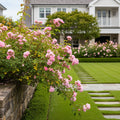 Peggy Martin Rose Shrub