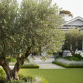 Pendolino Olive Tree - Olea europaea 'Pendolino'