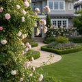 Perfume Breeze? Climbing Rose - Rosa
