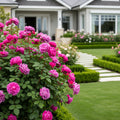 Perfume Factory? Hybrid Tea Rose Bush