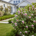 Perfume Princess? Daphne Shrub - Daphne ? transatlantica 'Perfume Princess'