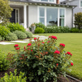 Petite Knock Out? Rose - Rosa 'Petite Knock Out'