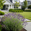 Southern Living? Phenomenal? Lavender Plant - Lavandula
