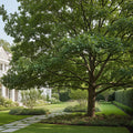 Pin Oak Tree - Quercus palustris
