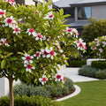 Pineapple Guava Coolidge Tree - Feijoa sellowiana