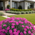 Firewitch Dianthus Plant - Dianthus gratianopolitanus 'Firewitch'