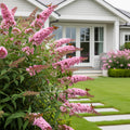 Pink Delight Butterfly Bush - Buddleja davidii