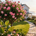 Pink Knock Out? Rose Tree - Rosa 'Pink Knock Out'