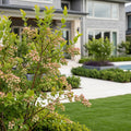 Pink Lemonade Blueberry Bush - Vaccinium corymbosum