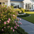 Pink Pearl? Improved Indian Hawthorne Shrub