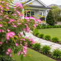 Pink Powder Puff - Calliandra haematocephala