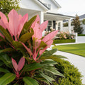 Pink Princess Philodendron - Philodendron erubescens