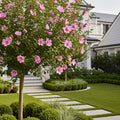Pink Rose of Sharon Althea Tree - Hibiscus syriacus