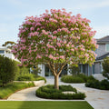 Pink Silk Floss Tree - Chorisia speciosa