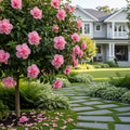 Pink Tropical Hibiscus Tree - Hibiscus rosa-sinensis
