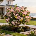 Pink Variegated Eureka Lemon Bush - Citrus limon