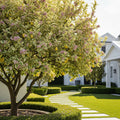Pink Variegated Eureka Lemon Tree - Citrus limon