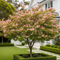 Pink Dogwood Tree - Cornus florida 'Pink'