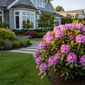 PJM Elite Rhododendron Shrub - Rhododendron 'PJM Elite'
