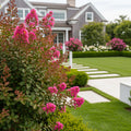 Pocomoke Crape Myrtle Shrub - Lagerstroemia
