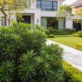 Podocarpus Shrub - Podocarpus macrophyllus