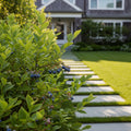 Polaris Blueberry Bush - Vaccinium corymbosum 'Polaris'