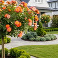 Polynesian Punch Rose Tree - Rosa 'Polynesian Punch'