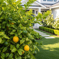 Ponderosa Lemon Bush - Citrus limon 'Ponderosa'