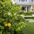 Ponderosa Lemon Bush - Citrus limon