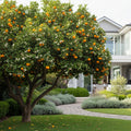 Ponkan Mandarin Tree - Citrus reticulata 'Ponkan'
