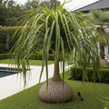 Ponytail Palm - Beaucarnea recurvata