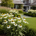 PowWow? White Coneflower (Echinacea) - Echinacea