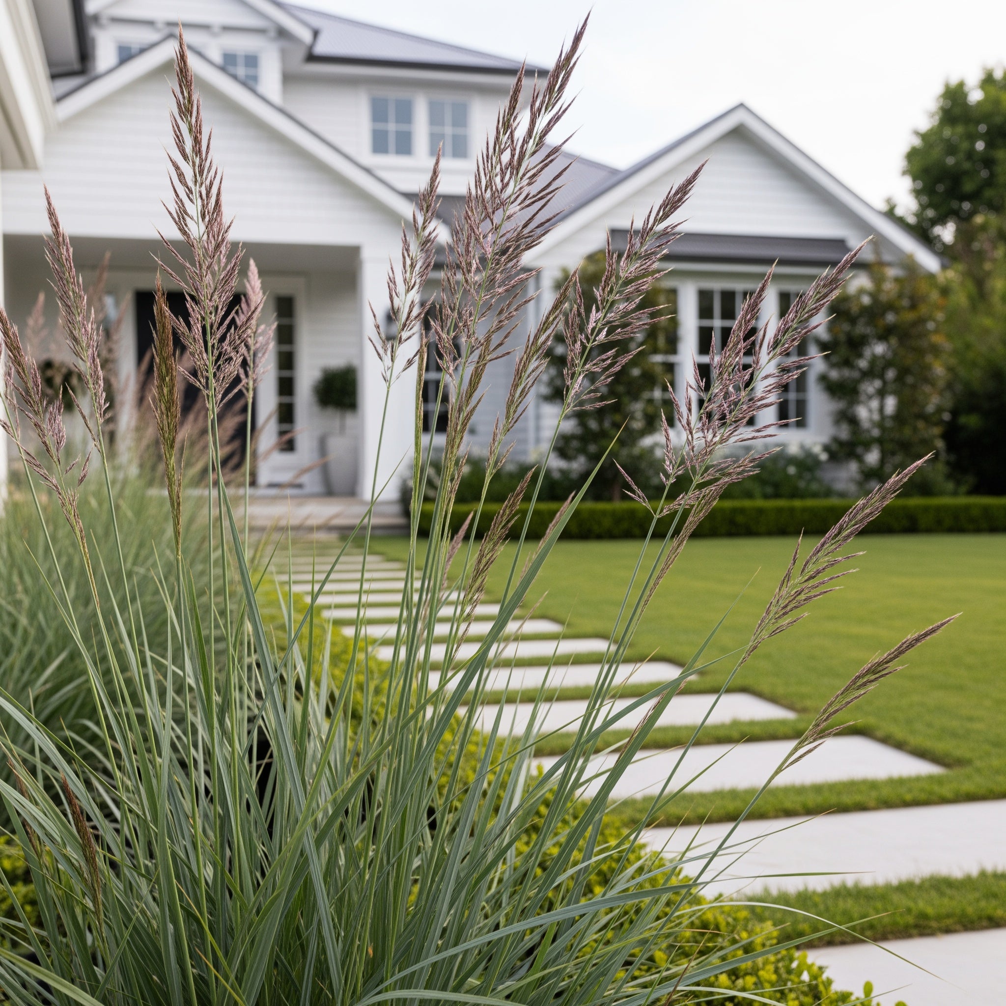 Prairie Blues Little Bluestem Grass - Schizachyrium scoparium 'Prairie Blues'