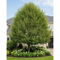 Prairie Expedition? Elm Tree - Ulmus americana 'Prairie Expedition'