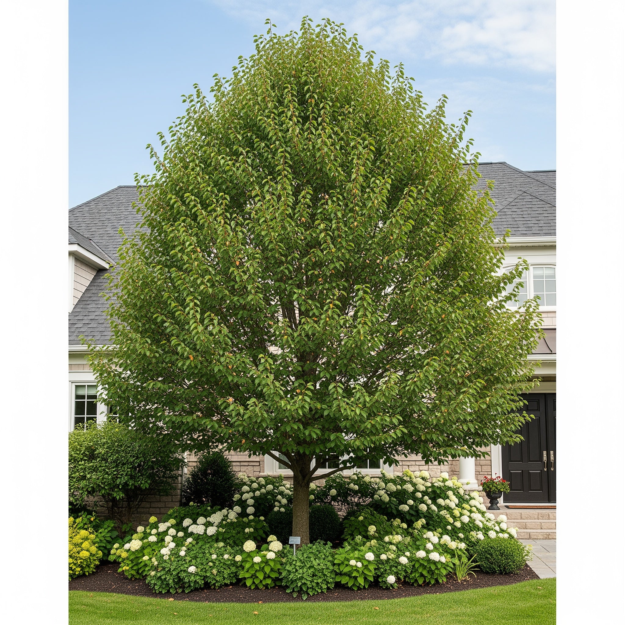 Prairie Expedition? Elm Tree - Ulmus americana 'Prairie Expedition'