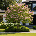 Prairie Pink Dogwood Tree - Cornus palustris