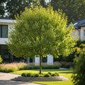 Prairie Sentinel? Hackberry Tree