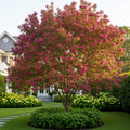Prairifire Crabapple Tree - Malus 'Prairifire'