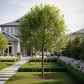 Tree Planting Kit