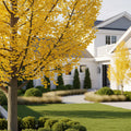 Presidential Gold? Ginkgo Tree - Ginkgo biloba 'Presidential Gold'