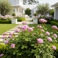 Bloomables? Pretty Polly? Lavender Rose - Rosa 'Pretty Polly'