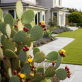 Nopal Prickly Pear Cactus Plant - Opuntia ficus-indica