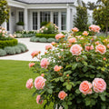 Bloomables? Princesse Charlene de Monaco? Rose - Rosa 'Princesse Charlene de Monaco'