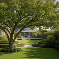 Princeton American Elm Tree - Ulmus americana 'Princeton'