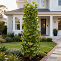 Princeton Sentry? Columnar Ginkgo Tree - Ginkgo biloba 'Princeton Sentry'