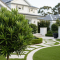 Pringles Dwarf Podocarpus - Podocarpus macrophyllus 'Pringles'